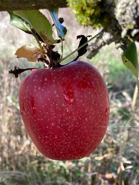 Esopus Spitzenburg Apple Scionwood — Queener Farm